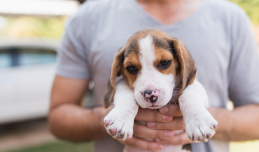 What to Expect When Bringing Home a Beagle Puppy